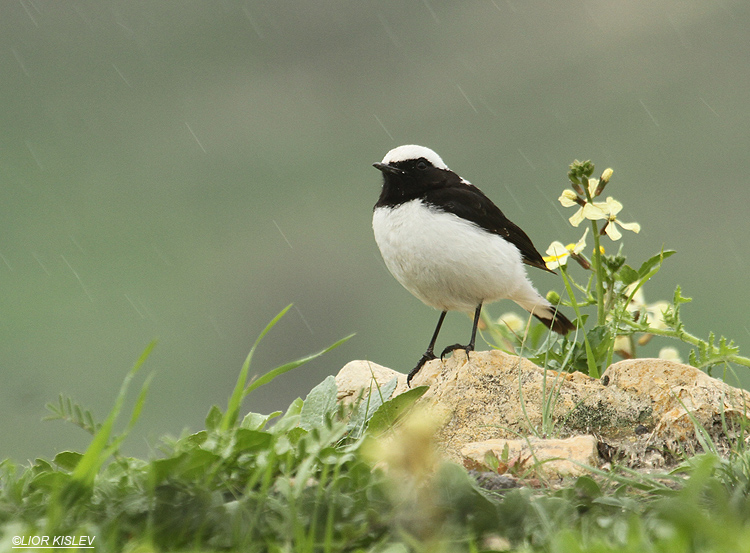     Finsch's Wheatear  Oenanthe finschii  ,mt Susita Golan heights 29-01-12 Lior Kislev                           